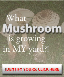 Urban Mushrooms How To Identify Mushrooms And Where To Find Them