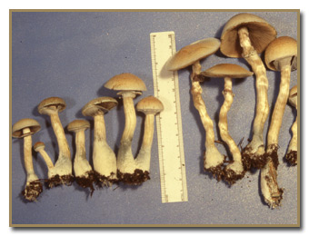 psilocybe cubensis bruising