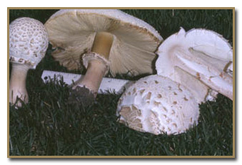 are edible mushrooms bad for dogs