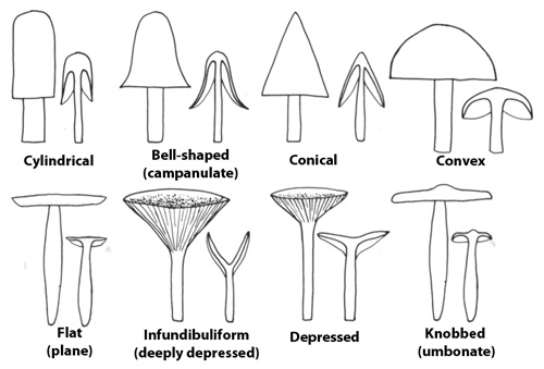 Mushroom Id Chart