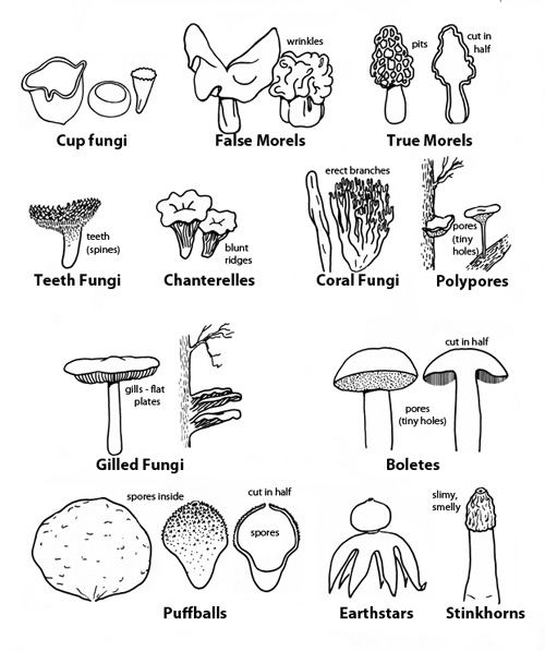 Different Types Of Fungi Chart