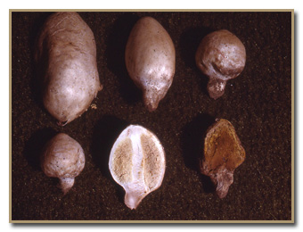 Endoptychum agaricoides