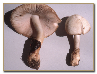 Volvariella bombycina