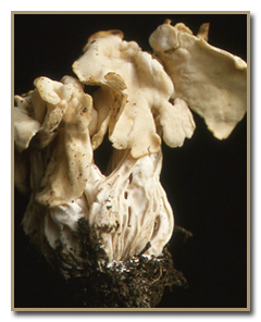 Helvella crispa