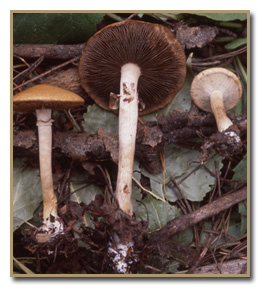 Agrocybe praecox