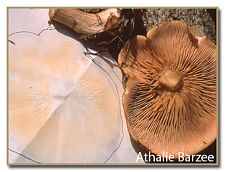 spore print