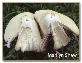 Psathyrella candoleana