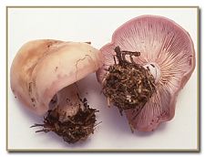 Clitocybe nuda