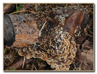 turkey tail