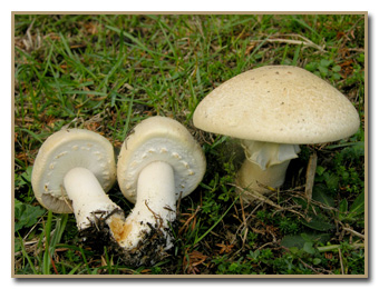 Urban Mushrooms What Mushroom Is Growing In My Yard