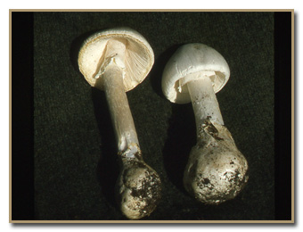 Amanita bisporigera