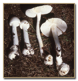 Amanita bisporigera