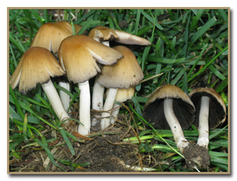 Coprinus micaceus