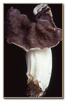 Gyromitra