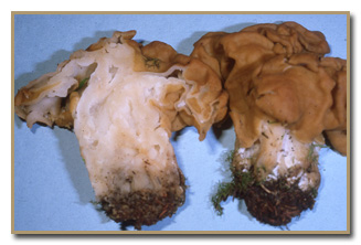 Gyromitra