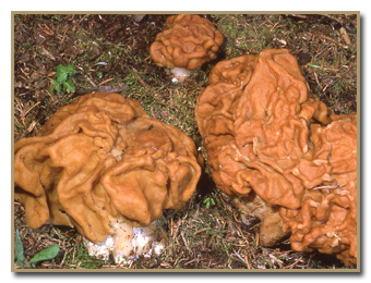 Gyromitra