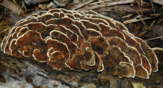 turkey tail