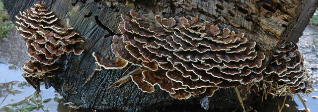 turkey tail