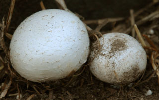 Agaricus fruiting