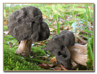 Helvella lacunosa