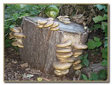 oysters on stump