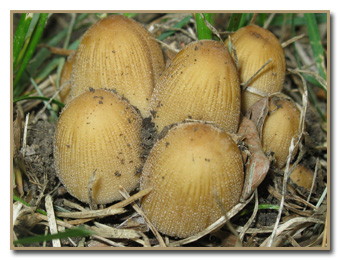 Coprinellus micaceus