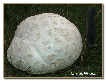 Calvatia booniana