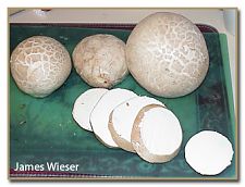 Calvatia booniana