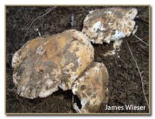 tricholoma populinum