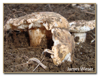 Tricholoma populinum