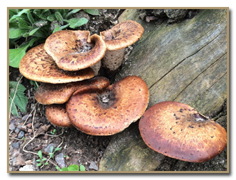 Polyporus squamosus