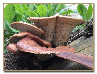 Polyporus squamosus