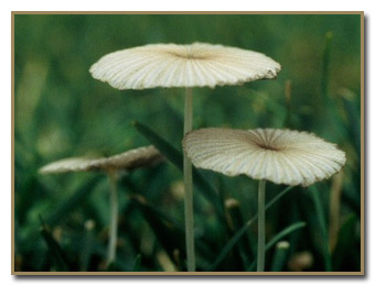 Flat sales cap mushrooms