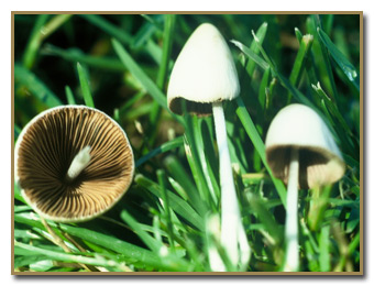 White cheap cap mushroom