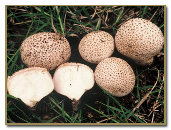 Lycoperdon perlatum, Common Puffball, identification